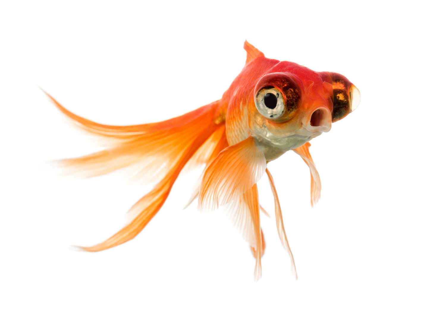 How do you know if your fish is stressed?